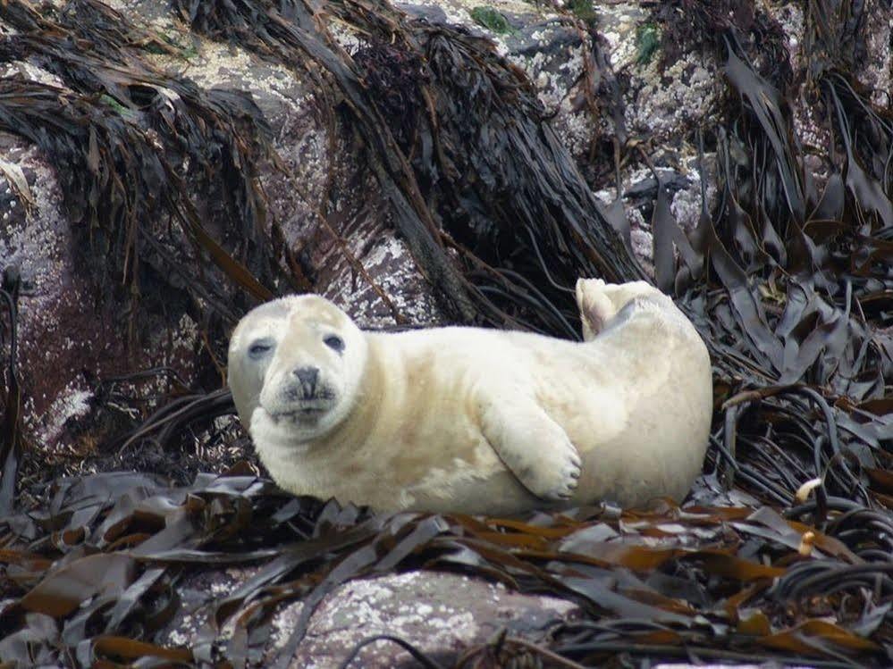 Farne Island Rooms Сихаузес Екстериор снимка