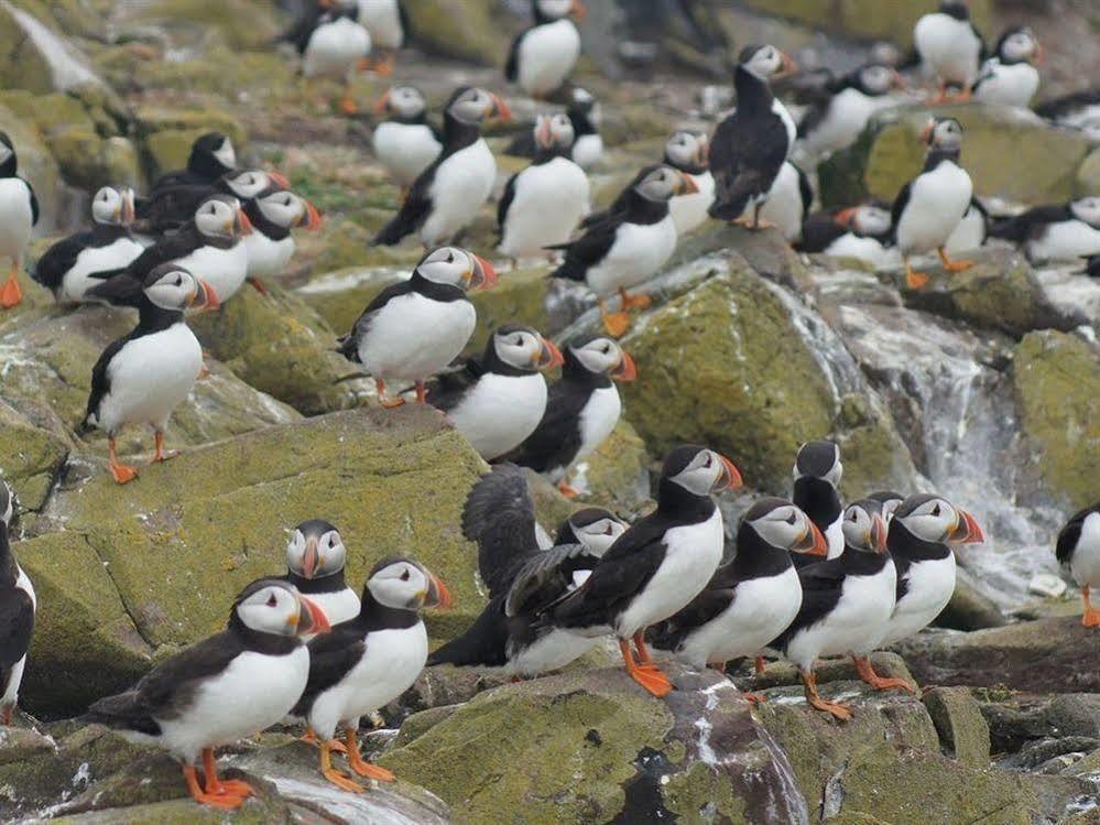 Farne Island Rooms Сихаузес Екстериор снимка