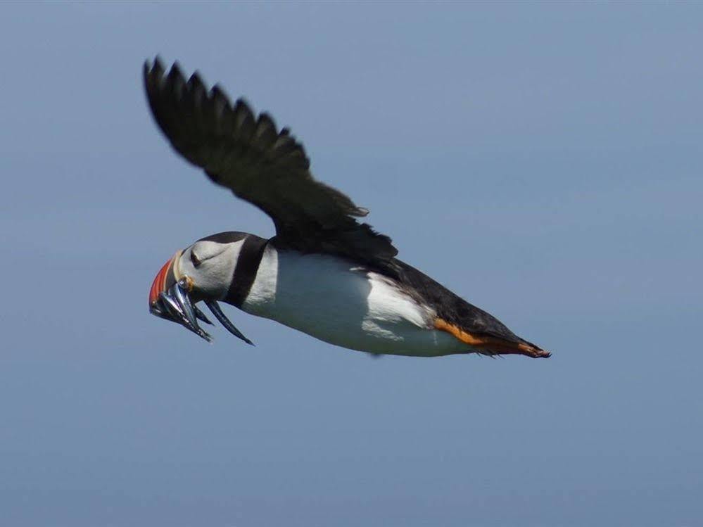 Farne Island Rooms Сихаузес Екстериор снимка