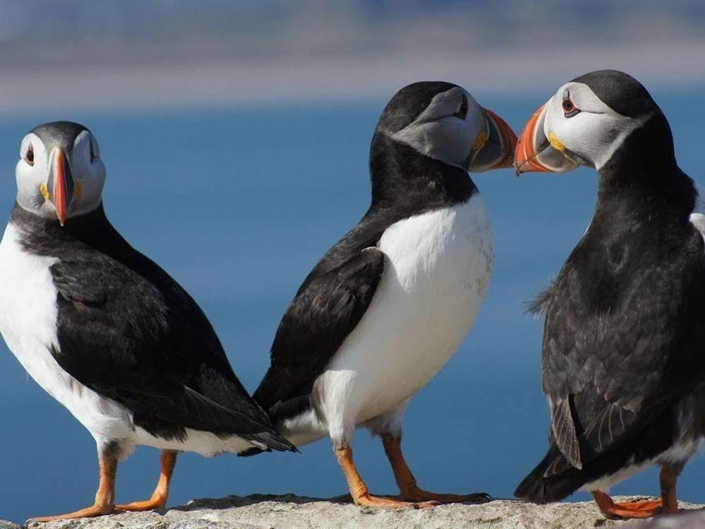 Farne Island Rooms Сихаузес Екстериор снимка